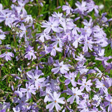 Çiçekli yastık fenomeni, Phlox subulata