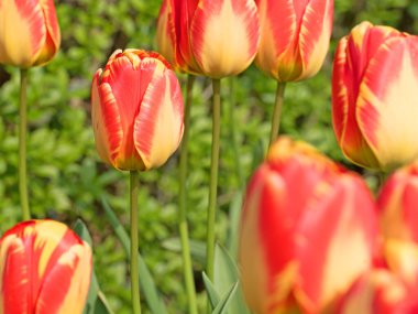 Baharda açan turuncu laleler