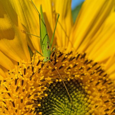 Ayçiçeği, Helianthus Annuus, yakın planda.