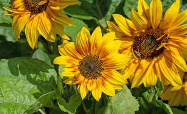 Bahçede açan ayçiçekleri