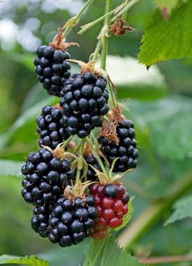 Yakından bakınca böğürtlenler