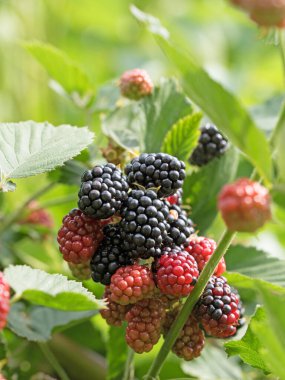 Yakından bakınca böğürtlenler