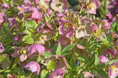 İlkbaharda açan bahar gülleri, Helleborus Orientalis