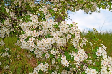 Çiçek açan dikenler, Crataegus, baharda