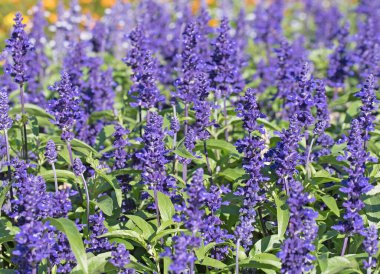 Yakından bakınca süslü adaçayı.