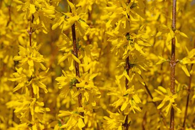 İlkbaharda çiçek açmış, Forsythia.