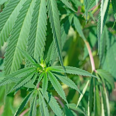 Çiçek açmış kenevirin yakın çekimi