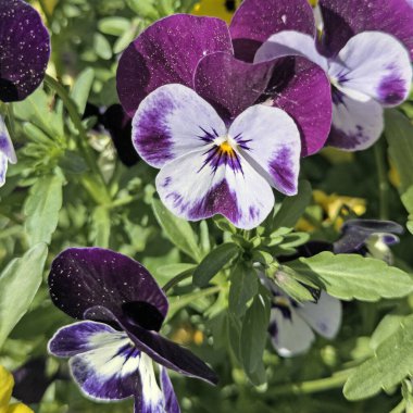 Baharda açan boynuzlu menekşeler, Viola cornuta