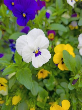 Yeşilde bakire, Nigella Damascena