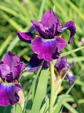 Çiçek açan irisler, göz, yakın plan.
