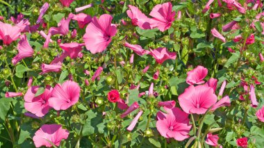 Funnel mallow (Malope trifida) yakın plan