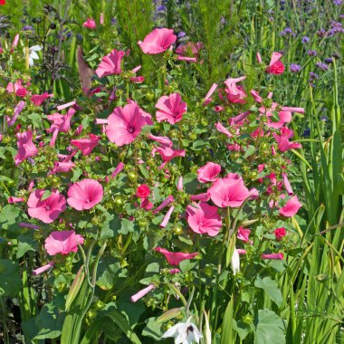 Funnel mallow (Malope trifida) yakın plan
