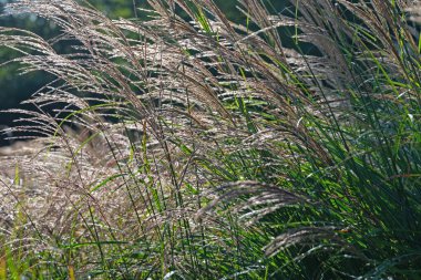 Çiçekli otların yakın plan çekimi.