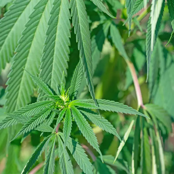 Çiçek açmış kenevirin yakın çekimi