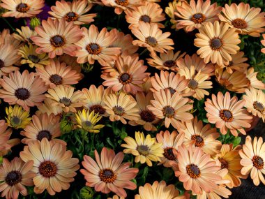 Papatya Burnu, Osteospermum, yakın planda.