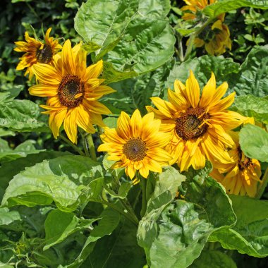 Bahçede açan ayçiçekleri