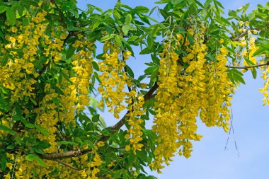 Laburnum baharda çiçek açıyor