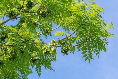 Alelade küllerin genç yaprakları, Fraxinus Excelsior