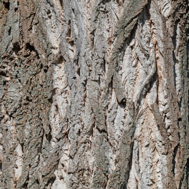 Kestane kabuğu yakın planda.