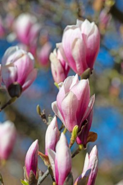 Çiçekli manolyalar, Magnolia, yakın planda.