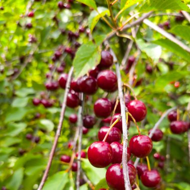 Ekşi kirazların yakın görüntüsü, Prunus cerasus