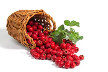 Beyaz arka planda kurumuş dikenli dutlar