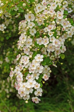 Çiçek açan dikenler, Crataegus, baharda