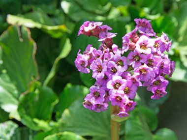 İlkbaharda çiçek açan mor bergenia.