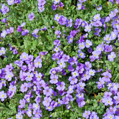 Baharda açan mavi Aubrieta