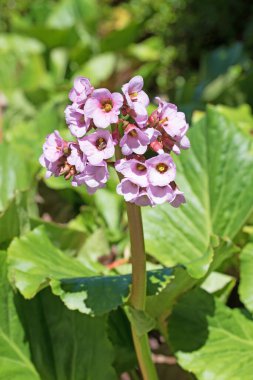 İlkbaharda çiçek açan mor bergenia.