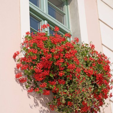 Yakın planda çiçek penceresi