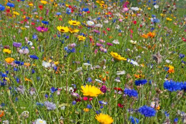 Yazın açan kır çiçekleri çayırı