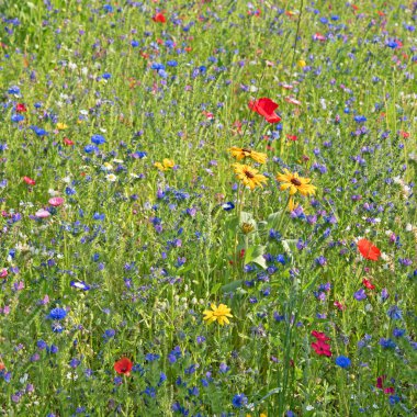 bir çiçek çayır Close-Up