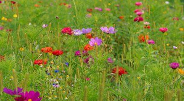 bir çiçek çayır Close-Up