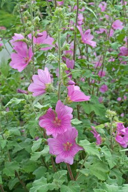 Çiçekli çalı yosunu, Lavatera olbiası