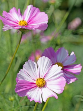 Cosmea, Cosmos bipinnatus, yakın planda çiçekler.