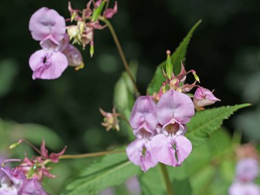 Çiçekli salam, Impatiens glandulifera
