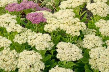  Çiçek açan sedum santrali, Hylotelephium telephium