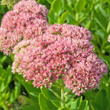 Kırmızı çiçekli sedum santrali, Hylotelephium telephium.