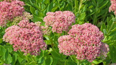 Kırmızı çiçekli sedum santrali, Hylotelephium telephium.