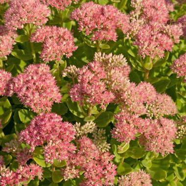 Kırmızı çiçekli sedum santrali, Hylotelephium telephium.