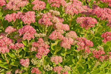 Kırmızı çiçekli sedum santrali, Hylotelephium telephium.