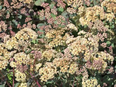  Çiçek açan sedum santrali, Hylotelephium telephium