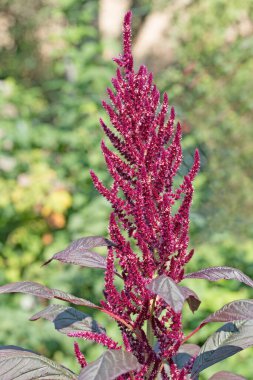 Bir bahçe tilki kuyruğunun yakın çekimi