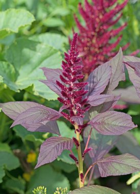 Bir bahçe tilki kuyruğunun yakın çekimi