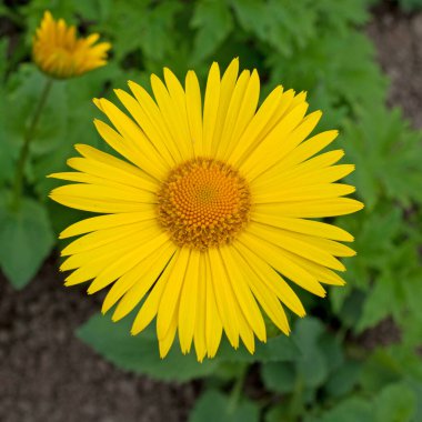 Çiçekli balsam, Doronicum, baharda
