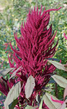 Bir bahçe tilki kuyruğunun yakın çekimi