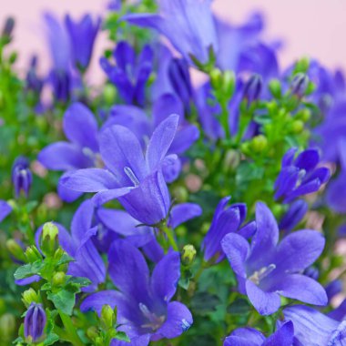 Çiçekli çan çiçekleri, Campanula, yazın başında