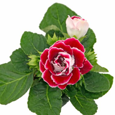 Gloxinia yakın planda.