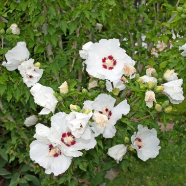 Beyaz çiçek açan amberçiçeği yakın planda.